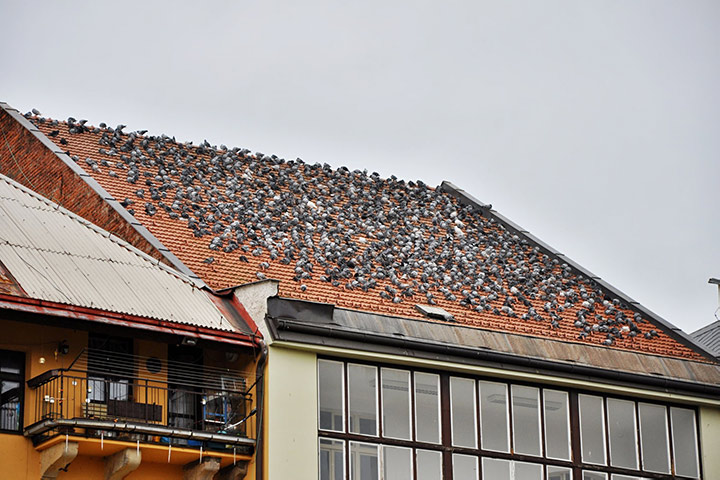 A2B Pest Control are able to install spikes to deter birds from roofs in Atherton. 
