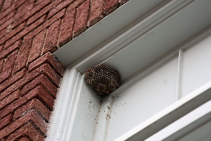 We provide a wasp nest removal service for domestic and commercial properties in Atherton.